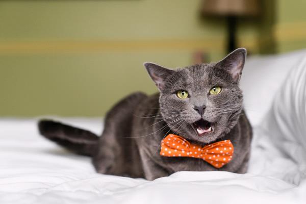 /Images/uploads/Cuddles Cat Cafe/uvac/entries/18147thumb.jpg